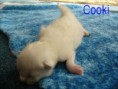 /album/fotogalerie-kocourek-c-3/cooki-vrh-c-21-4-2011-033-jpg/